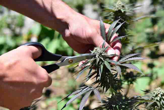 Hands carefully harvesting mature high CBD cannabis buds with scissors in a sunny garden