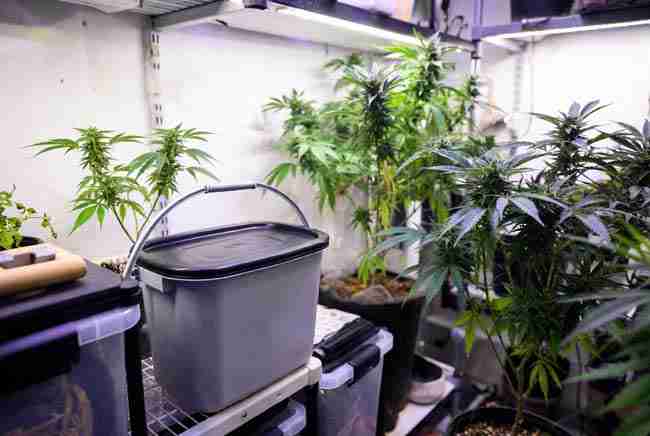 Clean and organized bokashi bucket placed neatly on shelf inside tidy indoor cannabis grow room demonstrating low-odor home use and good practices for bokashi composting cannabis