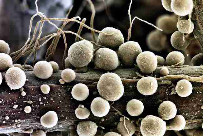 Microscopic view of beneficial yeast cells forming a protective living barrier on cannabis root surfaces