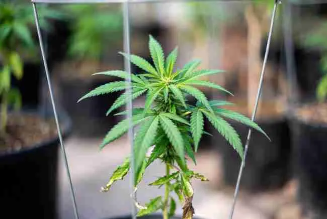 Young cannabis plant showing new growth after rabbit damage with protective cage