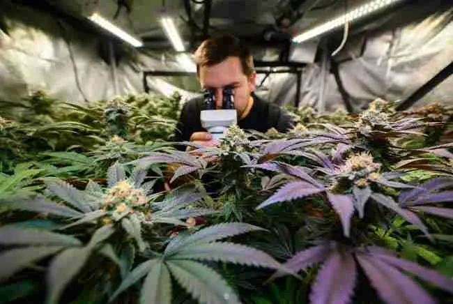 Late flower cannabis canopy with grower making harvest timing decision using digital microscope