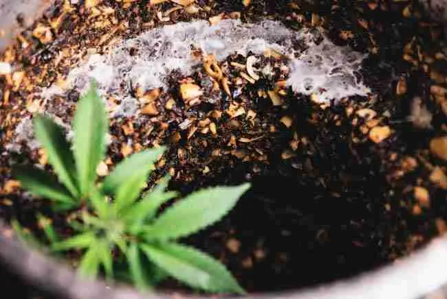 Active bokashi fermentation inside bucket showing layered vegetable scraps, bokashi bran, and beneficial white mold with cannabis leaf for bokashi composting cannabis science explanation