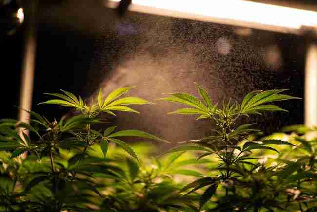 Healthy cannabis leaves receiving light evening yeast foliar spray under grow lights