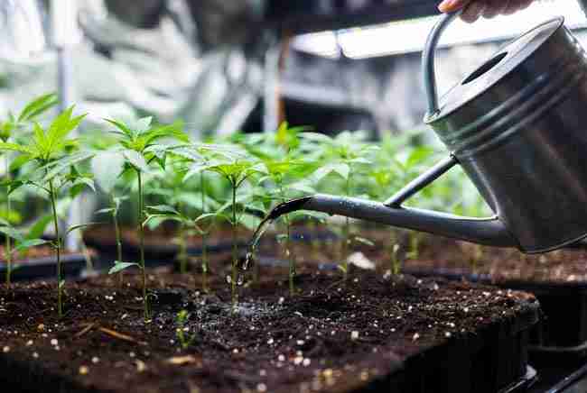 Cannabis plants in soil receiving a yeast drench solution from a watering can for beginner home application