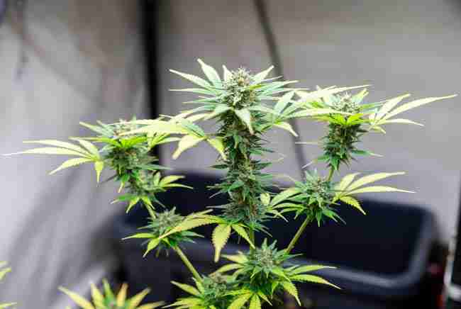 Cannatonic balanced cannabis plant.