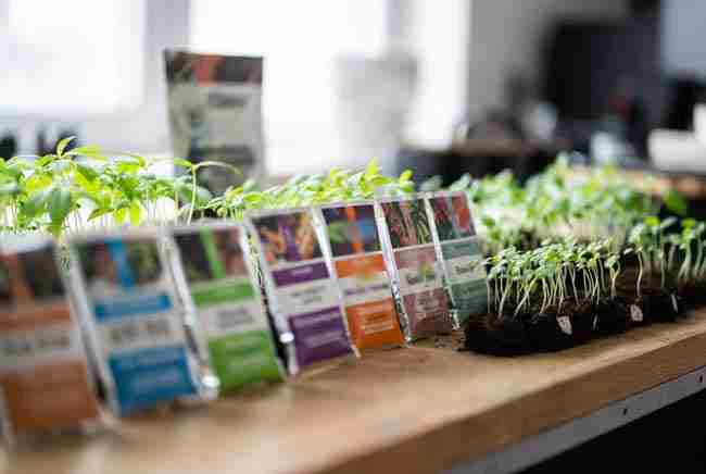 Step-by-step growth stages of high CBD cannabis plants from seedling through flowering under indoor lights
