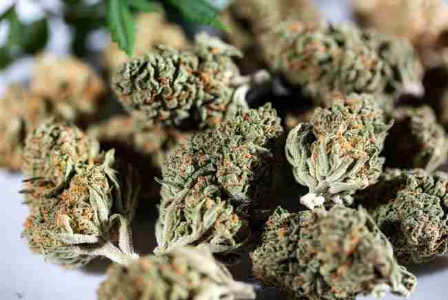Assorted cannabis buds of varying density and frost levels showing different potency ranges on a soft surface