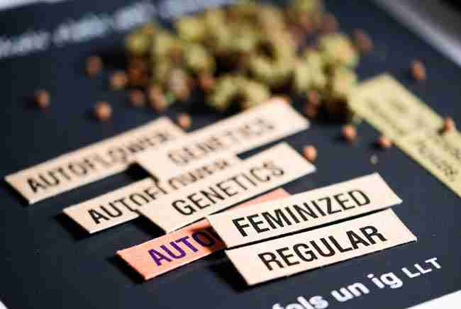 Cannabis seed packets with genetic description labels for beginners