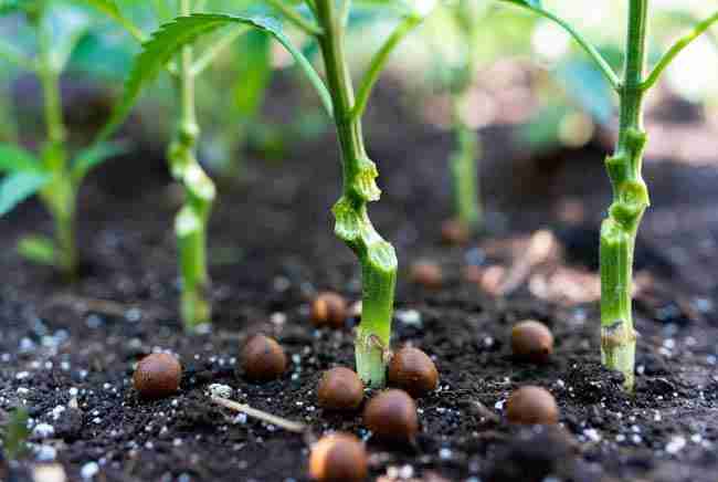 Close-up of chewed cannabis stems with clean cuts and round rabbit droppings on garden soil