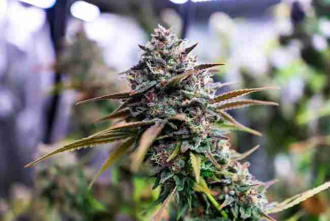 Harlequin high-CBD cannabis flowers.