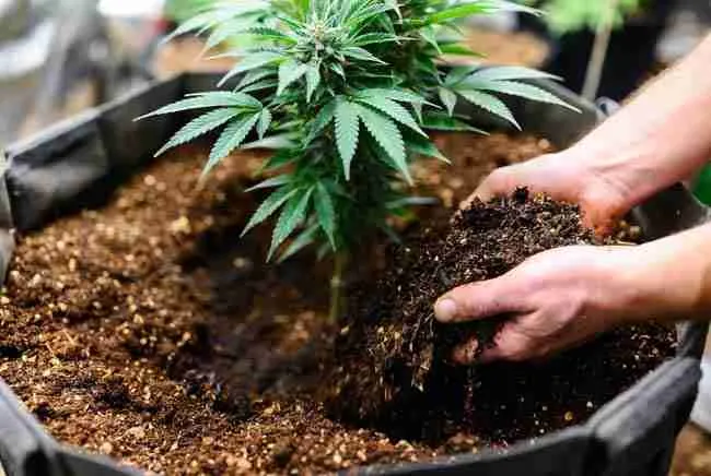 Mixing fermented bokashi solids into rich organic soil around healthy cannabis plant for sustainable cannabis soil building and closed loop cannabis growing