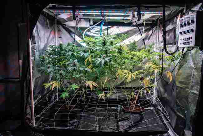 Bruce Banner cannabis plants growing under LED lights in indoor SCROG tent