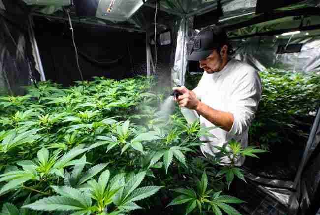 Grower applying fine mist of beneficial yeast foliar spray to healthy cannabis leaves in a grow tent