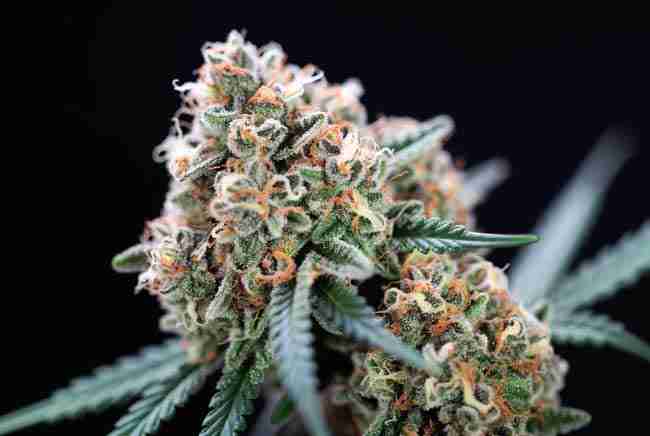 Close-up of thick white trichome covered White Widow cannabis buds