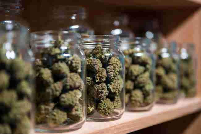 Glass jars of cured high CBD cannabis buds ready for use as non-intoxicating medicine after harvest