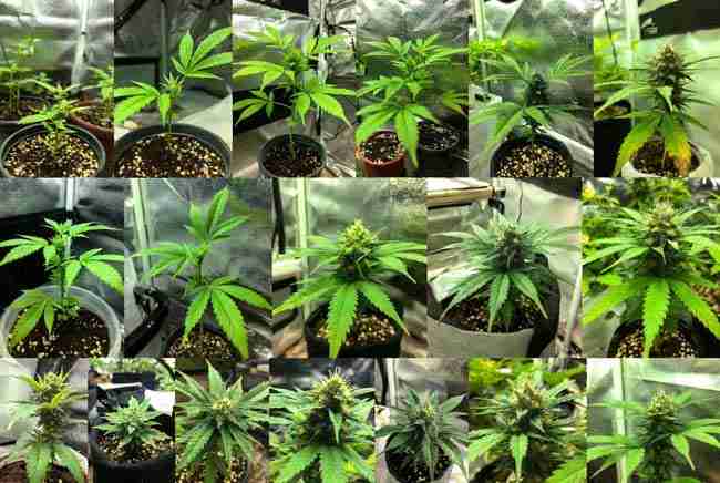 Step-by-step growth stages of high CBD cannabis plants from seedling through flowering under indoor lights