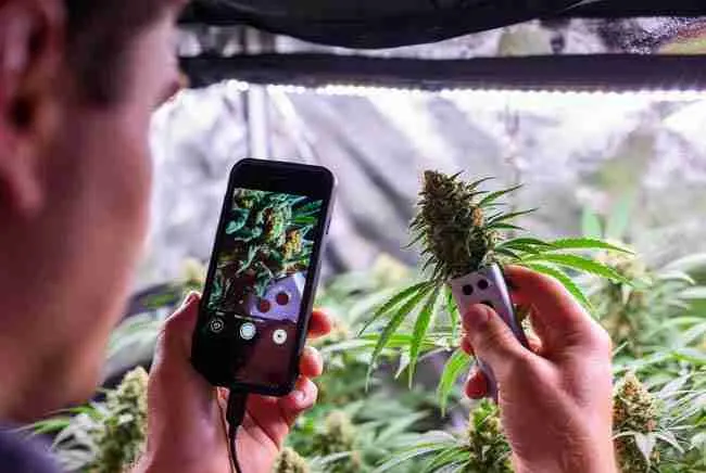 Digital microscope cannabis harvest tool in use with smartphone