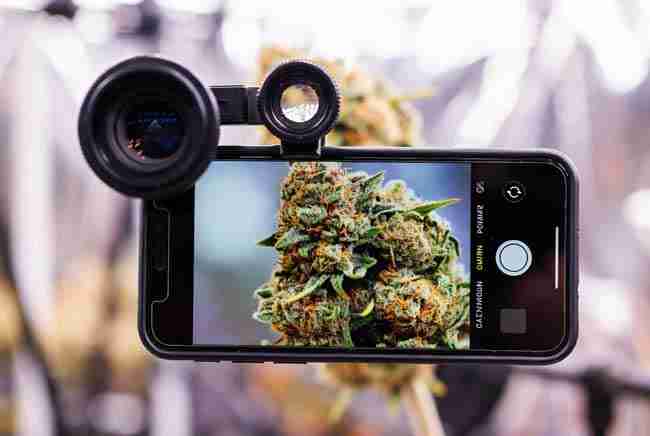Smartphone clip-on digital microscope focused on cannabis trichomes for peak potency photography