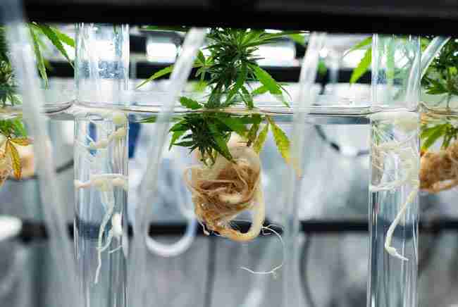 Clean hydroponic cannabis roots in nutrient solution suitable for careful beneficial yeast use