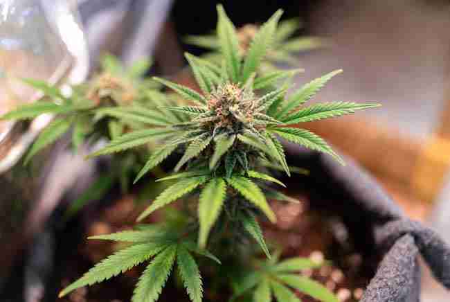 Blue Dream cannabis plant close-up.