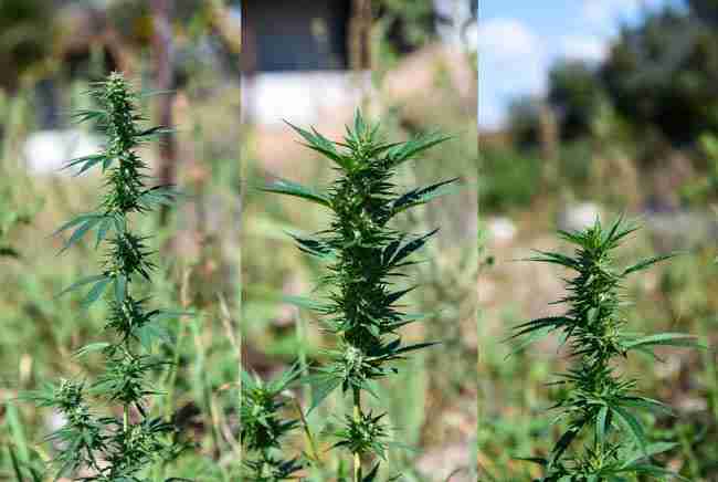 Comparison of sativa indica and short compact ruderalis cannabis plants
