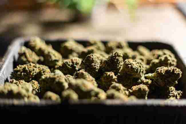 Finished harvest of autoflower buds showing importance of ruderalis genetics