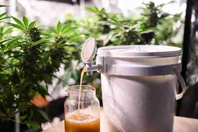 Collecting bokashi leachate liquid fertilizer from spigot on bokashi bucket to use as bokashi cannabis nutrients in indoor cannabis grow room