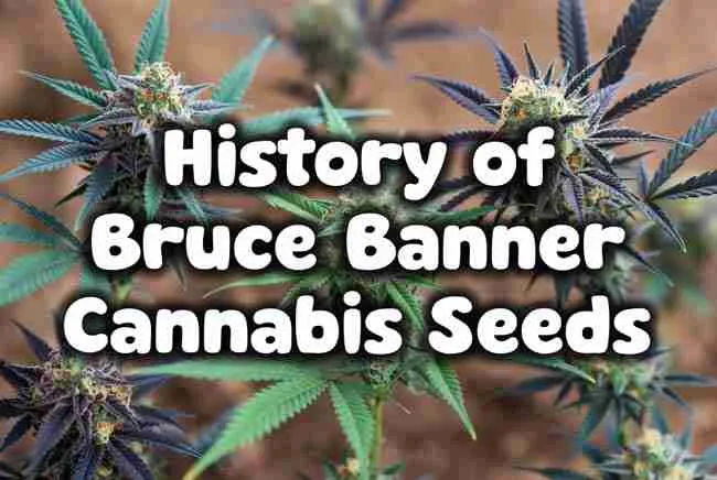 History of Bruce Banner Cannabis Seeds title in bubble cannabis leaf lettering over frosty buds and leaves