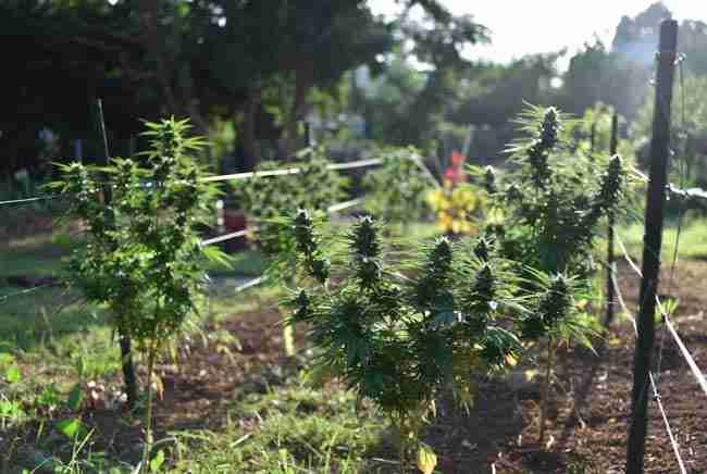 Wide view of a well-protected outdoor cannabis garden with fencing and healthy plants