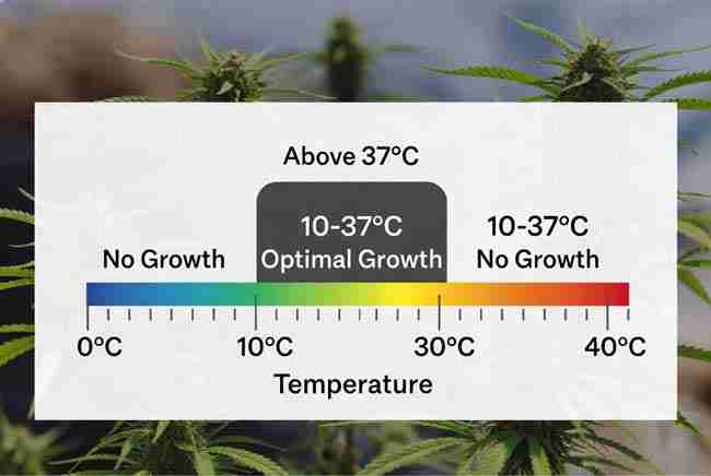 Educational view of optimal temperature and growth conditions for Saccharomyces cerevisiae yeast with cannabis plants