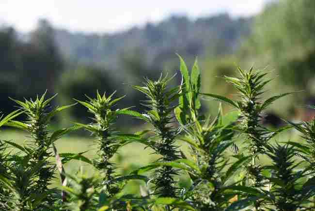 Resilient cannabis cultivation techniques showing diverse healthy outdoor cannabis genetics in Canadian field