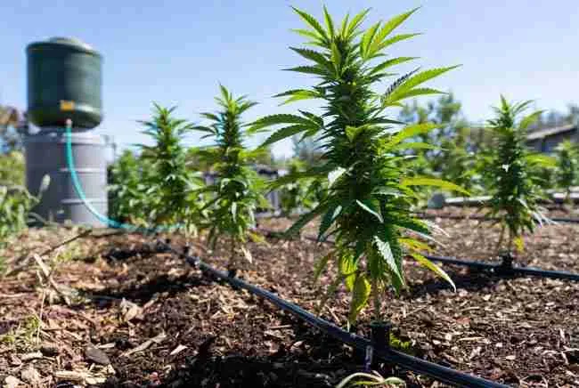 Drip irrigation and rainwater management for extreme weather cannabis garden Canada