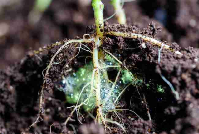 Cannabis roots with yeast cells unlocking and releasing nutrients in rich soil for better plant uptake
