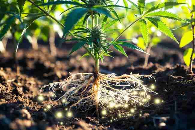 Dense healthy cannabis root system absorbing glowing nutrients enhanced by yeast inoculant activity
