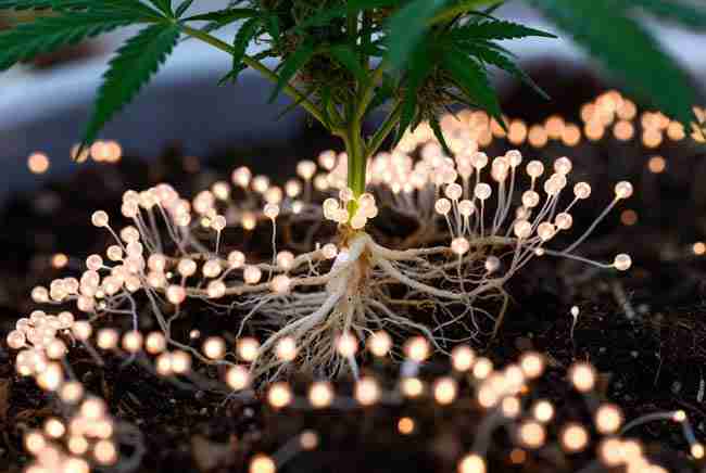 Thriving cannabis plant with strong roots and leaves protected and nourished by beneficial yeast activity