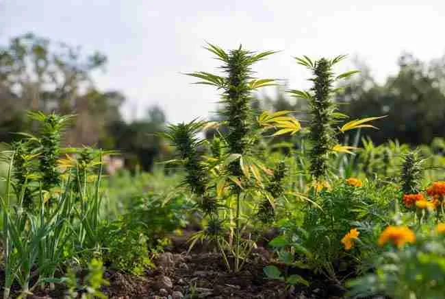 Dense border of garlic, mint, lavender and marigolds surrounding cannabis plants