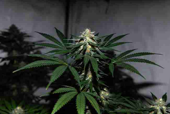 Northern Lights cannabis plant in flower.