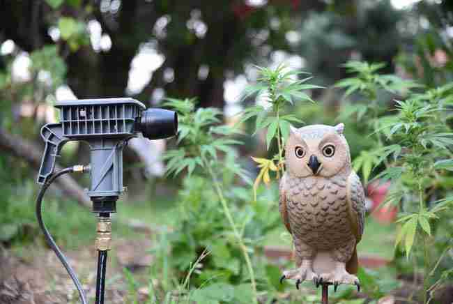 Motion-activated sprinkler and realistic owl decoy near cannabis plants