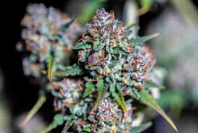 Resinous aromatic cannabis buds with sparkling trichomes enhanced by beneficial yeast for better flavor and terpenes
