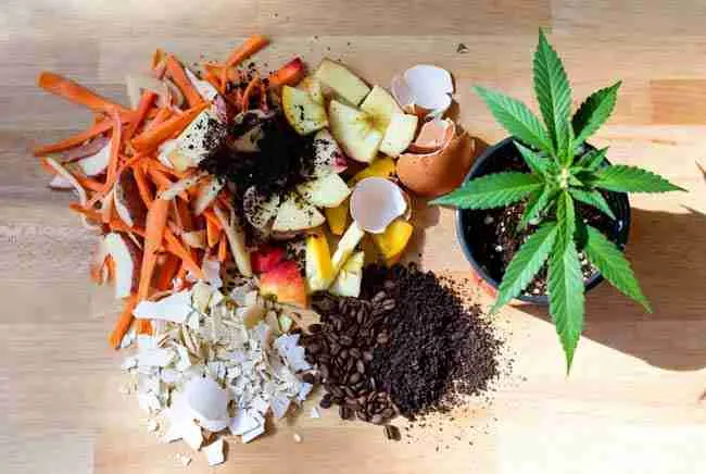 Best kitchen and garden waste for bokashi composting cannabis including vegetable peels, fruit scraps, coffee grounds, eggshells, and bokashi bran beside young cannabis plant