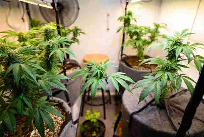 Cozy beginner medical cannabis grow room setup.