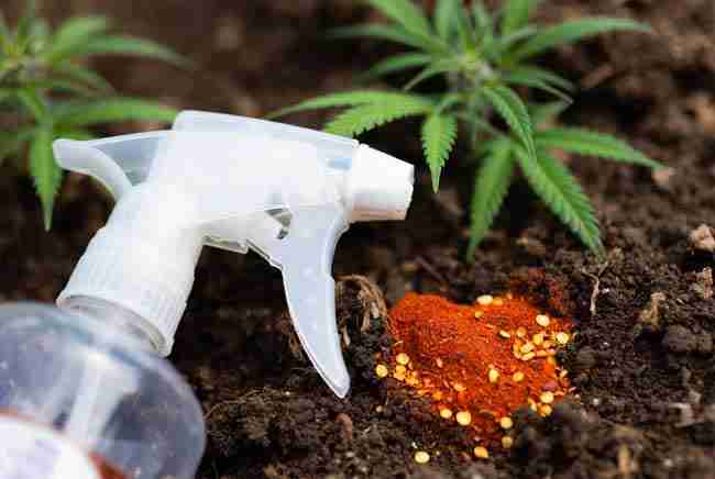 Natural spray bottle and cayenne pepper near cannabis plants in garden