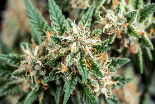 Trichome microscope cannabis harvest stages showing clear cloudy and amber