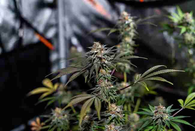 Healthy Northern Lights cannabis plants with frosty green buds growing inside an indoor tent