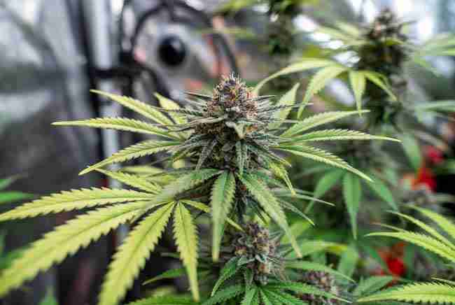 Frosty Purple Punch cannabis plants with dark purple buds and bright green leaves in a grow room