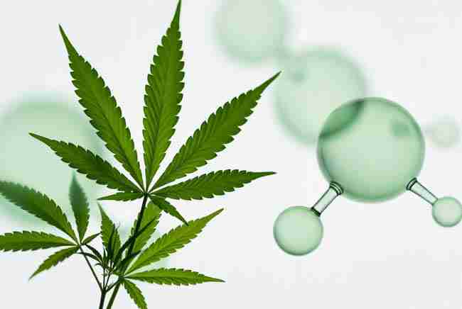 Abstract green cannabis leaves and soft molecular shapes showing CBD to THC ratio balance for high CBD cannabis seeds