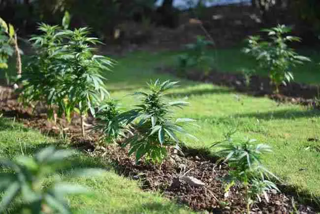 Neatly mowed open cannabis garden without brush piles or tall grass