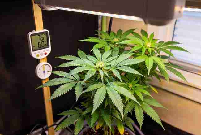 High CBD cannabis plant under ideal indoor growing conditions with temperature and humidity monitoring