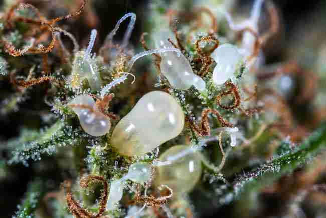 Cloudy/milky trichomes macro close-up