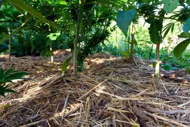 Mulching cannabis garden for drought heat flood protection with organic straw layer